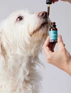 CANDIDTAILS ACEITE DE CAÑAMO CON CBD PARA PERROS GRANDES 1000MG