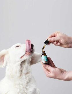 CANDIDTAILS ACEITE DE CAÑAMO CON CBD PARA PERROS MEDIANOS 700MG