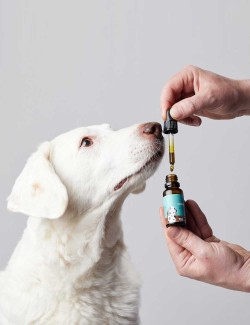 CANDIDTAILS ACEITE DE CAÑAMO CON CBD PARA PERROS MEDIANOS 700MG