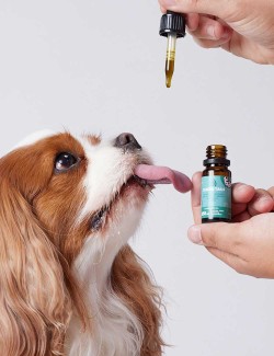 CANDIDTAILS ACEITE DE CAÑAMO CON CBD PARA PERROS PEQUEÑOS 350MG