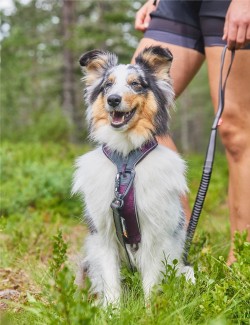 NON-STOP DOGWEAR LINE HARNESS 5.0 MORADO