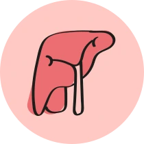 Higado de bovino