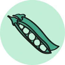 Judia verde