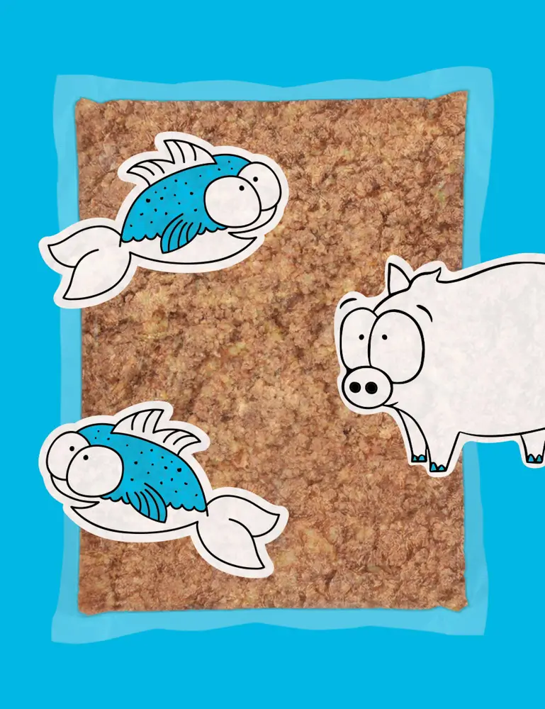 Salmon