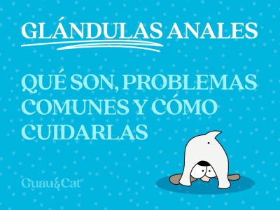 Glándulas Anales en Perros