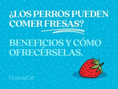 ¿Los perros pueden comer fresas?