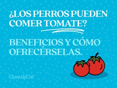 ¿Los perros pueden comer tomate?