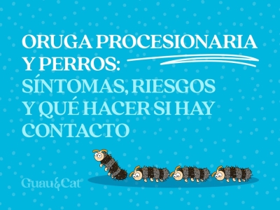Oruga procesionaria y perros
