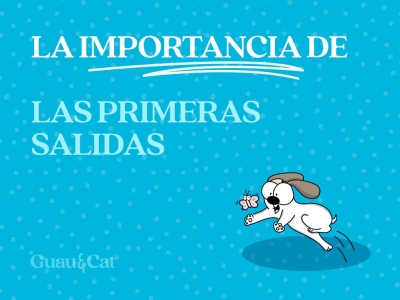 Cuándo puede salir un cachorro a la calle
