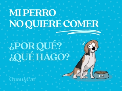 Mi perro no quiere comer: cuando se pierde el apetito