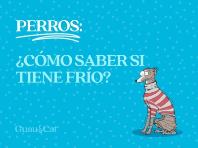 ¿Cómo saber si mi perro tiene frío?