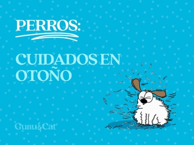Cuidados necesarios del perro en otoño
