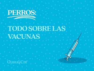 Todo sobre las vacunas necesarias en perros: a un pinchazo de su  seguridad