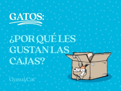 ¿Por qué a los gatos les gustan las cajas?