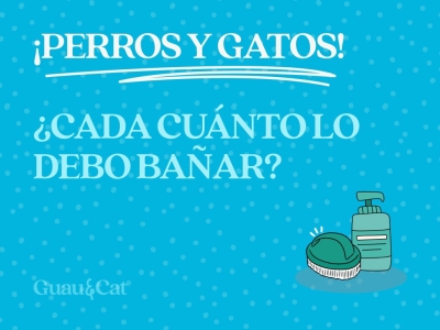 El baño en perros y gatos ¿Cada cuánto debo bañar a mi perro? ¿Y a mi gato?