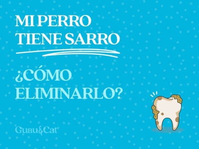 Mi perro tiene sarro ¿Cómo eliminarlo?