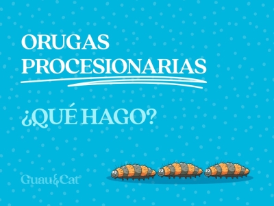 Mi perro ha encontrado orugas procesionarias ¿Qué hago?