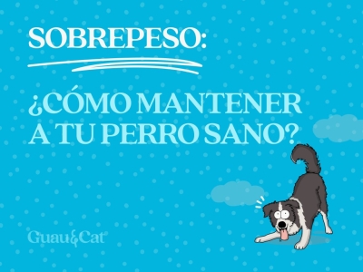 Mi perro está obeso: ¿Cómo mantenerlo en un peso sano con dieta saludable?