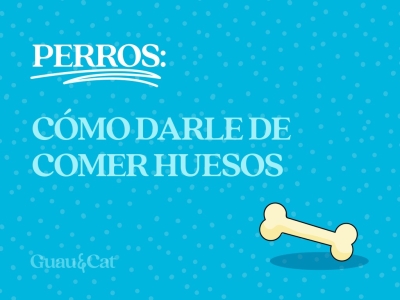 Cómo puedo dar huesos a un perro 