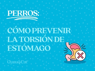 Torsión de estómago en perros: cómo prevenirla 