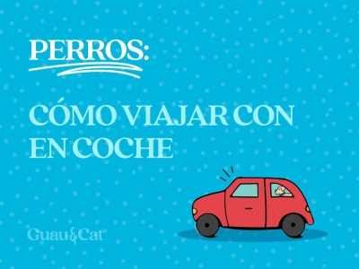 Cómo viajar con tu perro en el coche 