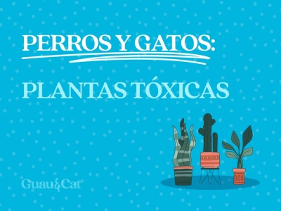10 Plantas tóxicas para perros y gatos que debemos evitar 