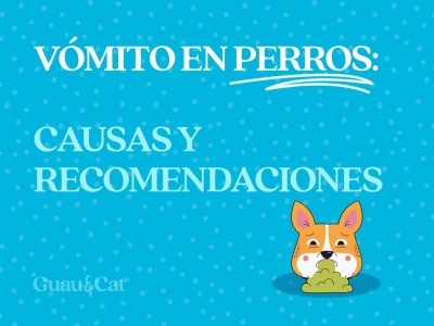 El vómito en perros: causas y recomendaciones