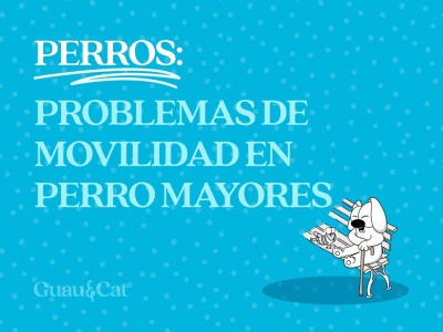 Problemas de movilidad en perros mayores: qué podemos hacer en casa