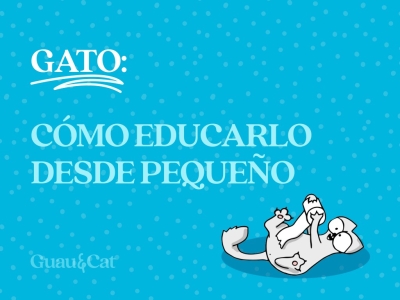 Cómo educar un gato desde pequeño