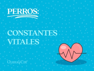 Constantes vitales de los perros que podemos calcular en casa