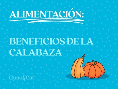 Cababaza para perros