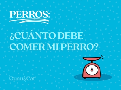 Cantidad de comida diaria para perros 