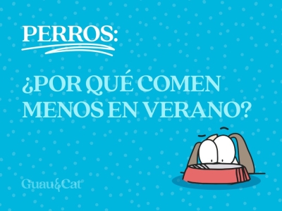 ¿Por qué mi perro pierde el apetito en verano? 