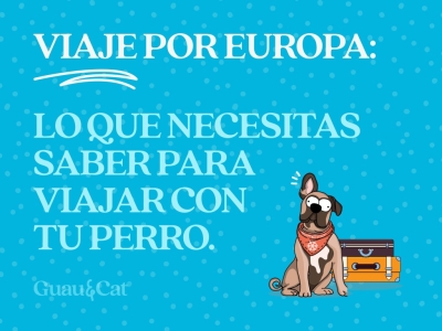 Todo lo que necesitas para viajar con tu perro